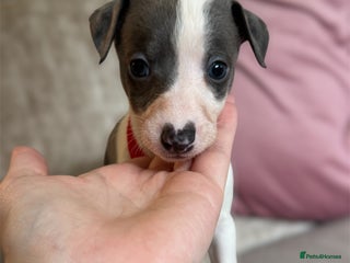 Whippet dogs - Advert 7