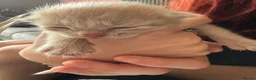 Mixed Breed cats for sale: 3 lovely ginger boy kittens  - Advert 2