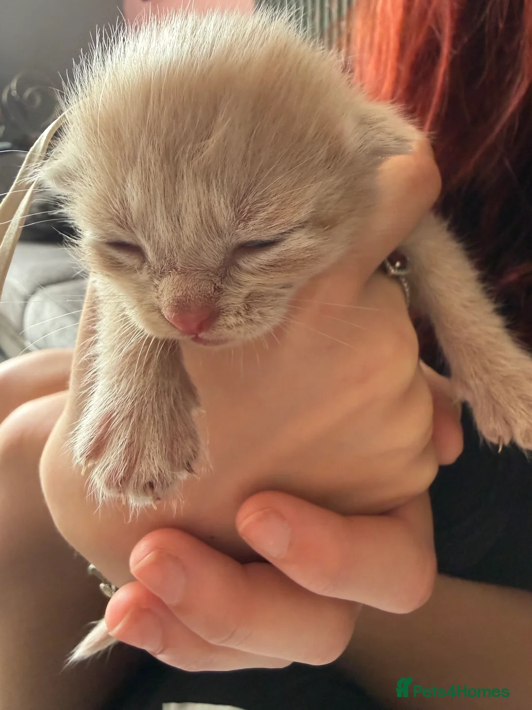 Mixed Breed cats for sale: 3 lovely ginger boy kittens  - Advert 2
