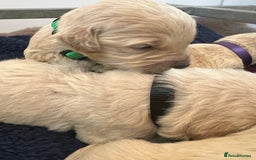 Mini Goldendoodle dogs for sale: 🐾STUNNING F1 MINIATURE GOLDEN DOODLES 🐾 - Advert 7