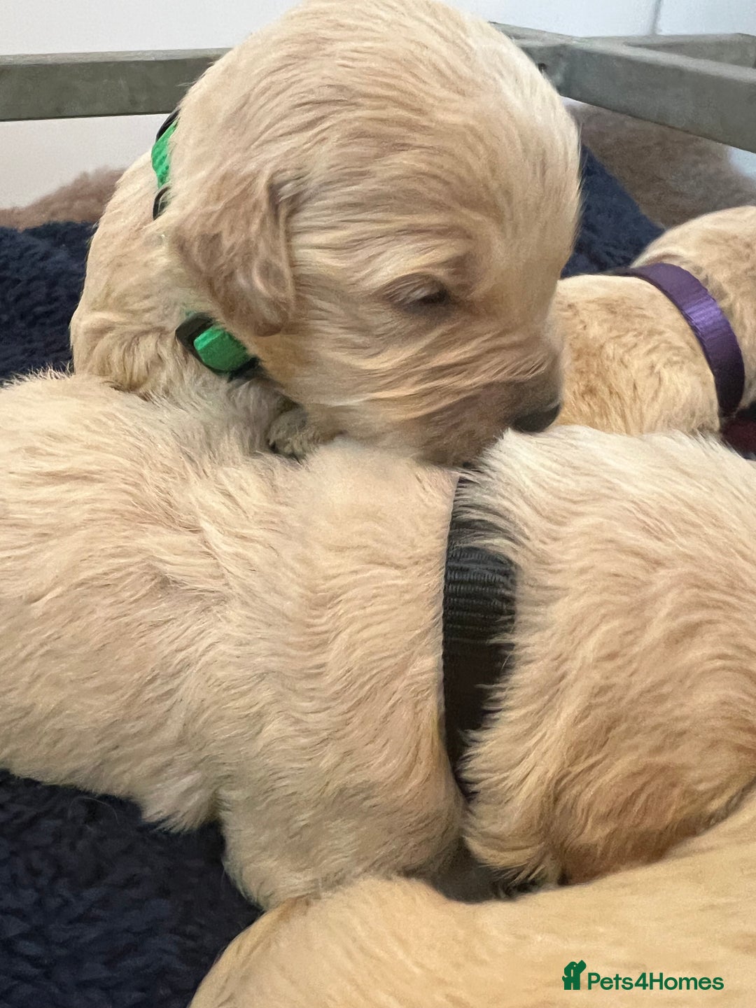 Mini Goldendoodle dogs for sale: 🐾STUNNING F1 MINIATURE GOLDEN DOODLES 🐾 - Advert 7