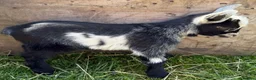 Goats livestock for sale: 2 x Pygmy wethers for sale  - Advert 1