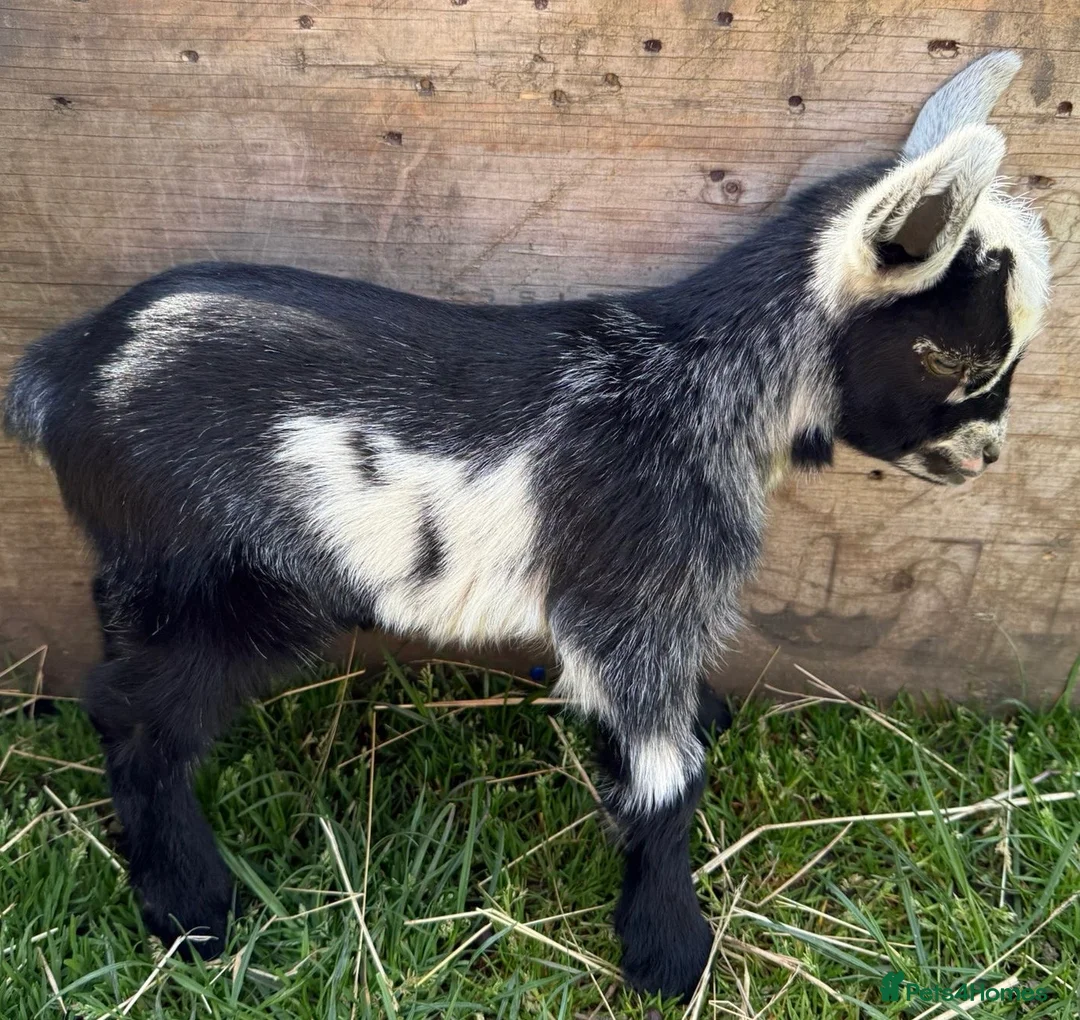 Goats livestock for sale: 2 x Pygmy wethers for sale  - Advert 1