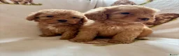 Cockapoo dogs for sale: F1 health clear cockapoo puppies  - Advert 21
