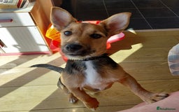Jack Russell dogs for sale: Jack Russell Terrier - Image 4