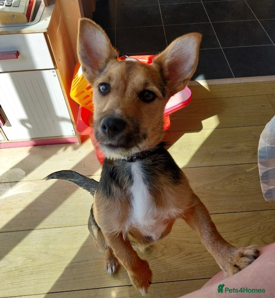 Jack Russell dogs for sale: Jack Russell Terrier - Image 4