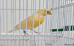 Canaries birds for sale: Stunning Canaries with cage - Image 2