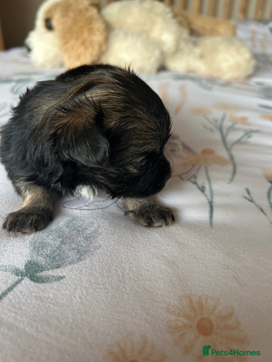 Chihuahua dogs for sale: Puppies  - Image 11