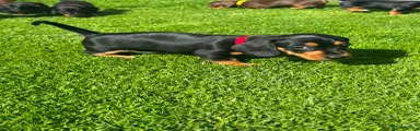Miniature Dachshund 3