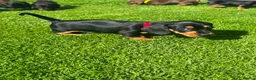 Miniature Dachshund dogs for sale: Gorgeous KC reg miniature dachshund puppies  - Advert 30