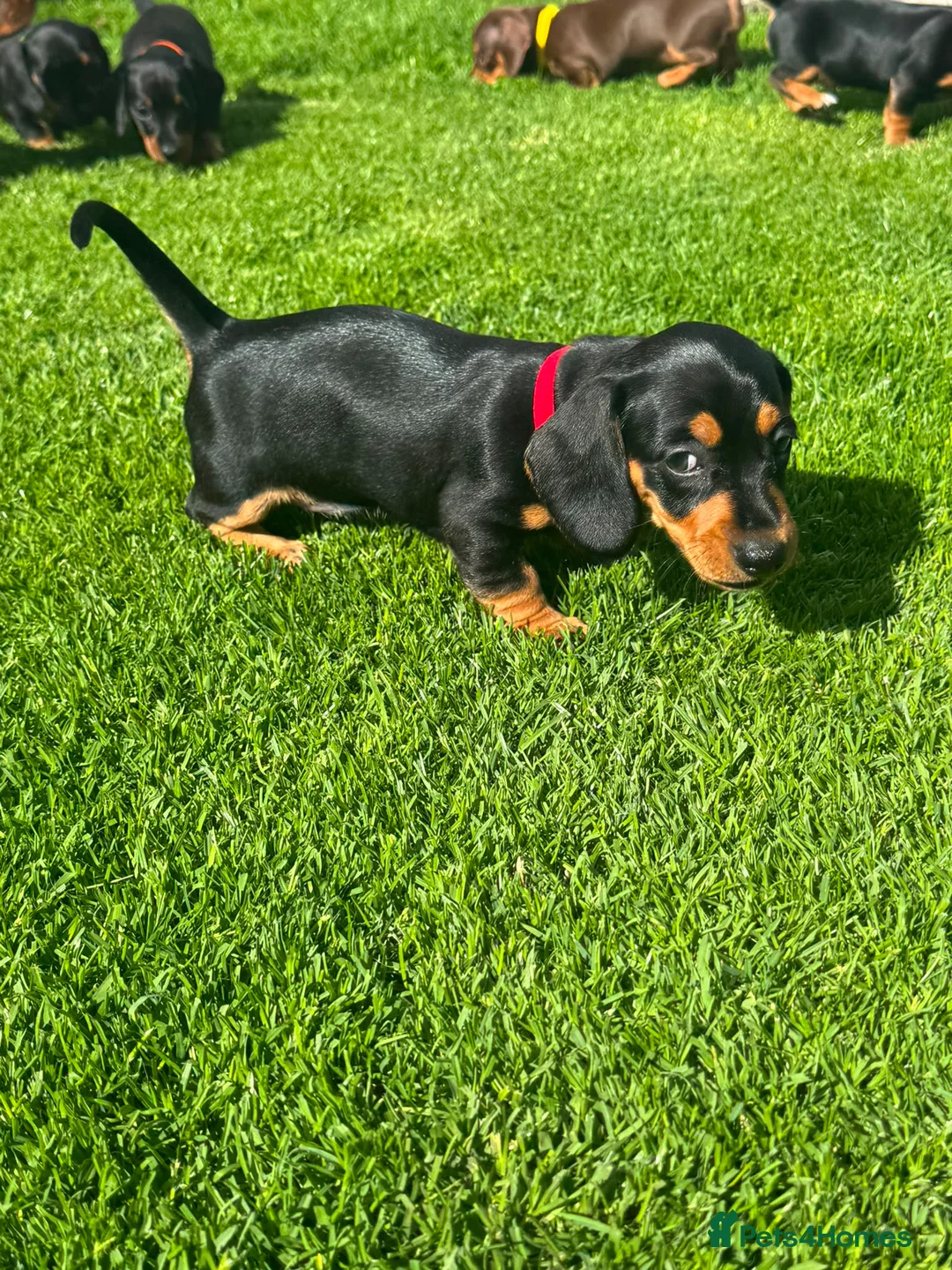 Miniature Dachshund dogs for sale: Gorgeous KC reg miniature dachshund puppies  - Advert 30
