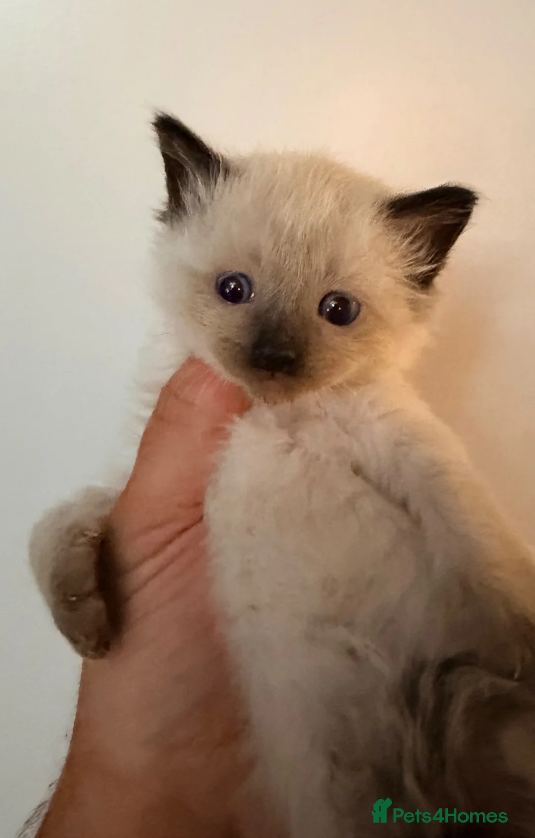 Ragdoll cats for sale: Stunning pedigree ragdools  - Advert 9