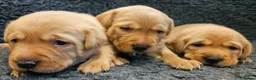 Labrador Retriever dogs for sale: Red Fox Labs : Health Checked-KC Reg-FTCH Pedigree - Advert 3