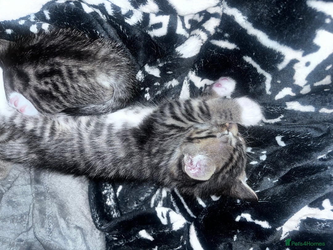 Mixed Breed cats for sale: 5 beautiful tabby kittens - Image 9