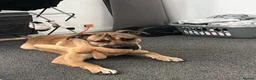 Mixed Breed dogs for sale: Marley- cane corso x German shepherd in Swindon - Advert 2