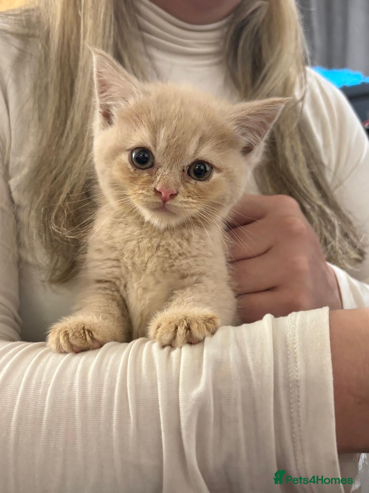 Mixed Breed cats 5 MAINCOON KITTENS FOR SALE 🩵🩷 - Advert 2