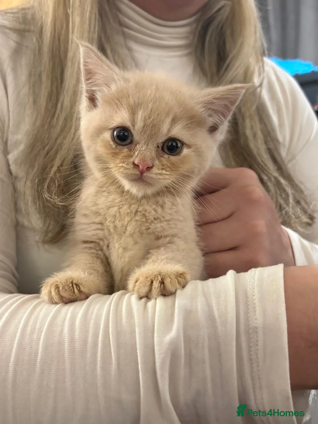 Mixed Breed cats for sale: 5 MAINCOON KITTENS FOR SALE 🩵🩷 - Advert 2