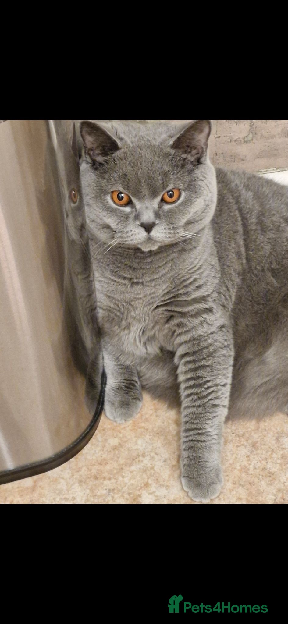 British Shorthair cats 22 month old female british shorthair - Advert 7