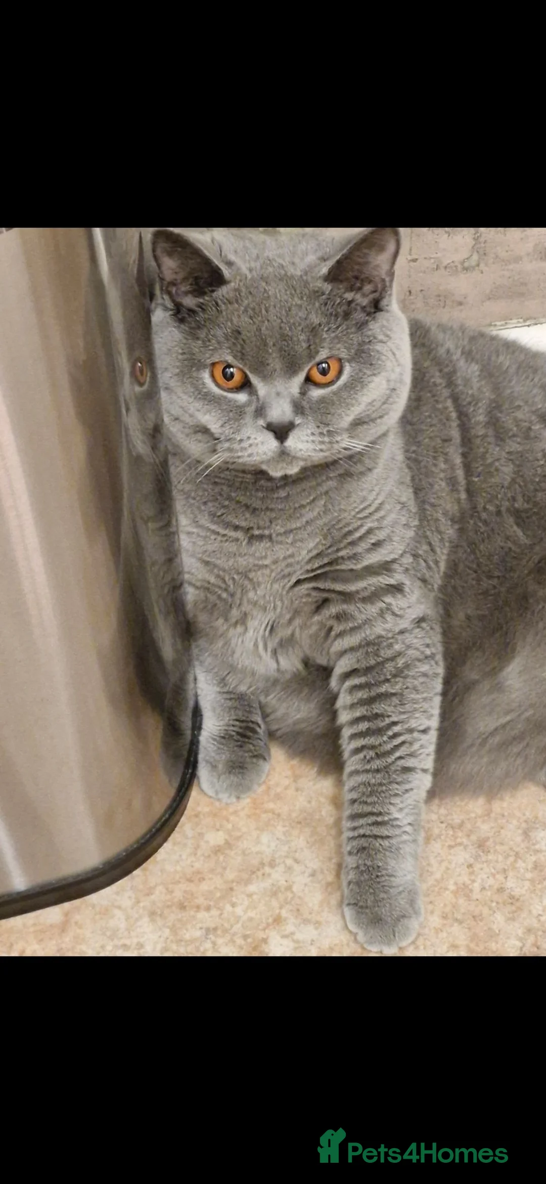 British Shorthair cats for sale: 22 month old female british shorthair in Ferndown - Advert 1