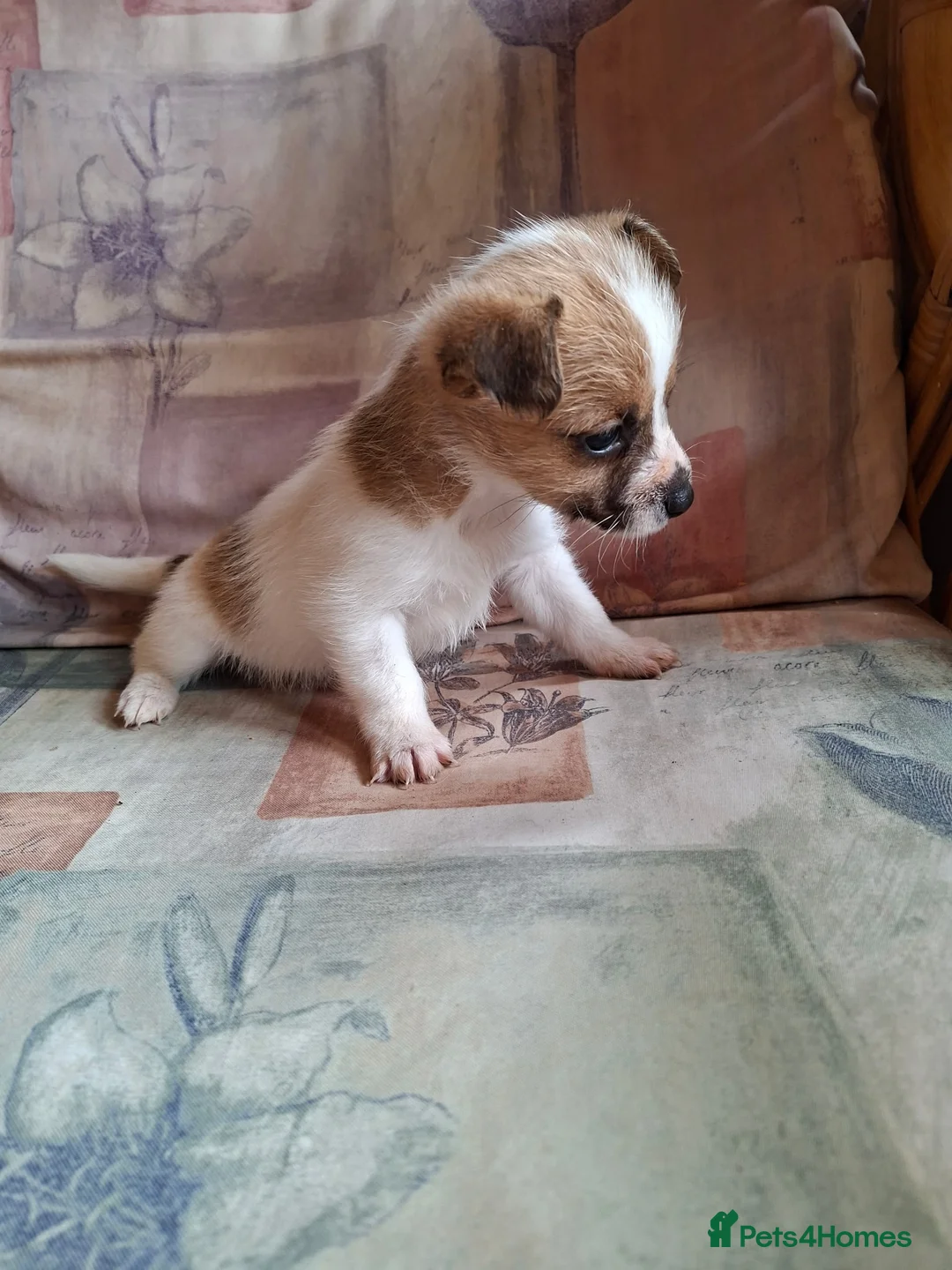 Mixed Breed dogs for sale: Beautiful Jack Russell puppies.  in Bristol - Advert 2