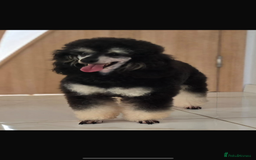 Miniature Poodle dogs for sale: Miniature Merle poodle puppies 🌈🐶❤️ - Advert 7