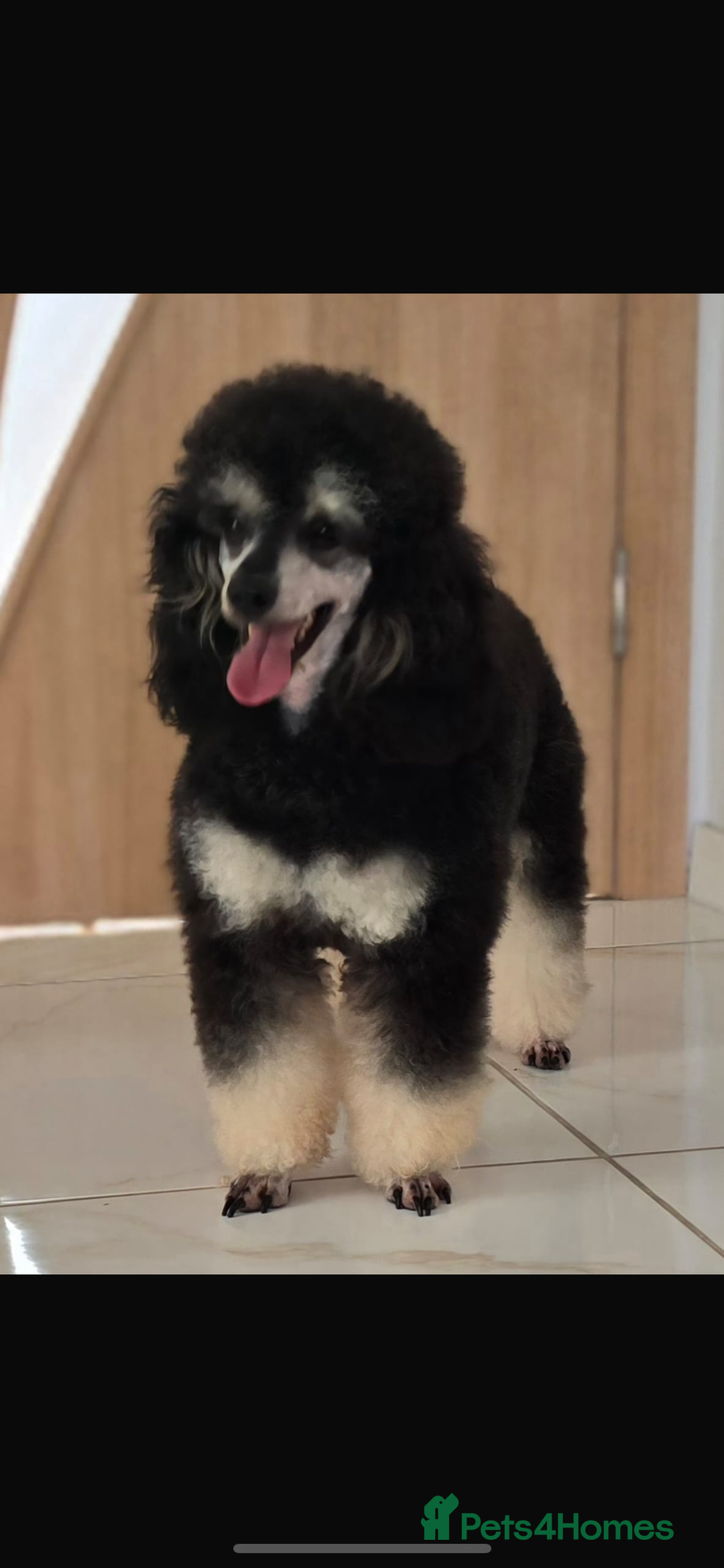 Miniature Poodle dogs for sale: Miniature Merle poodle puppies 🌈🐶❤️ - Advert 7