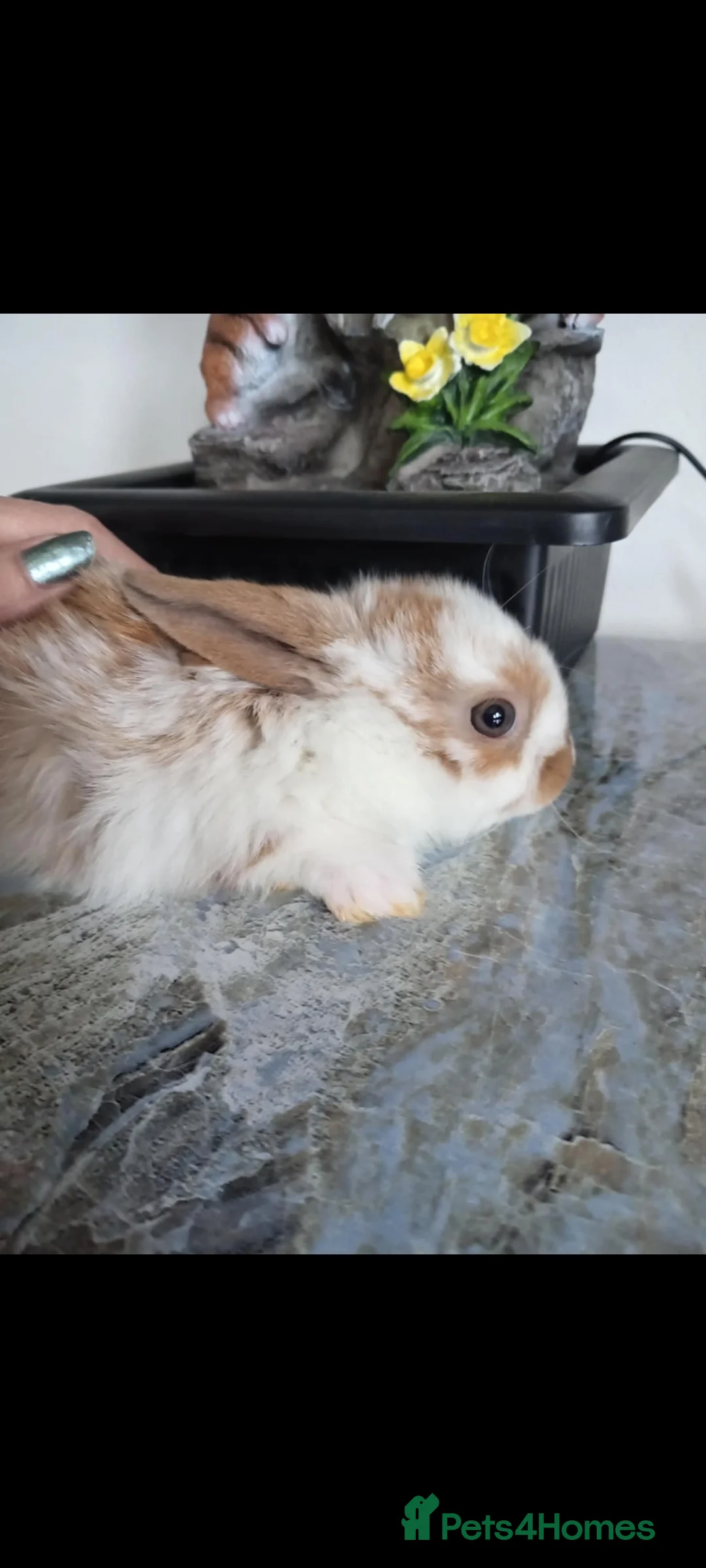 Mini Lop rabbits for sale: Baby lops - Advert 12