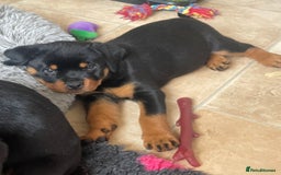 Rottweiler dogs for sale: Falconsnest blood line in Blackpool - Image 26