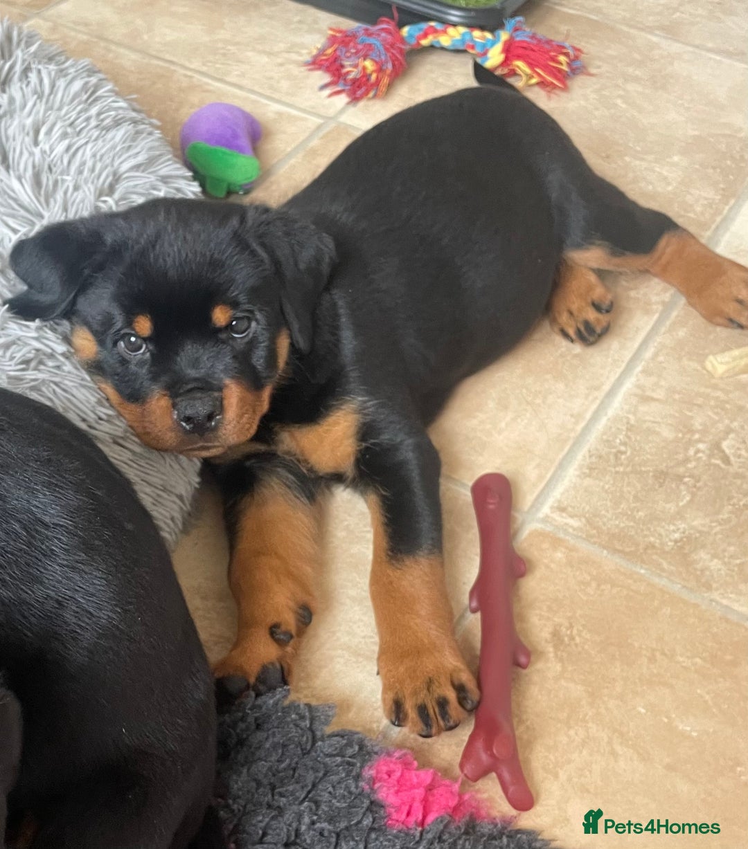 Rottweiler dogs for sale: Falconsnest blood line in Blackpool - Image 26
