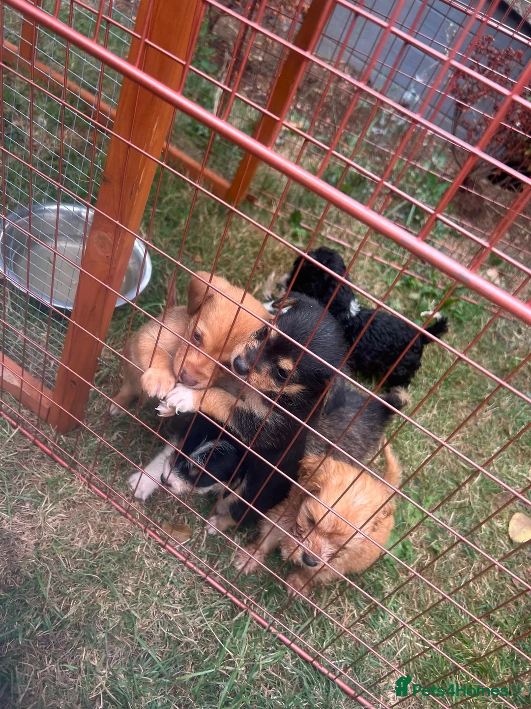 Scottish Terrier dogs for sale: Beautiful Scottish terriers  in Bedford - Advert 2