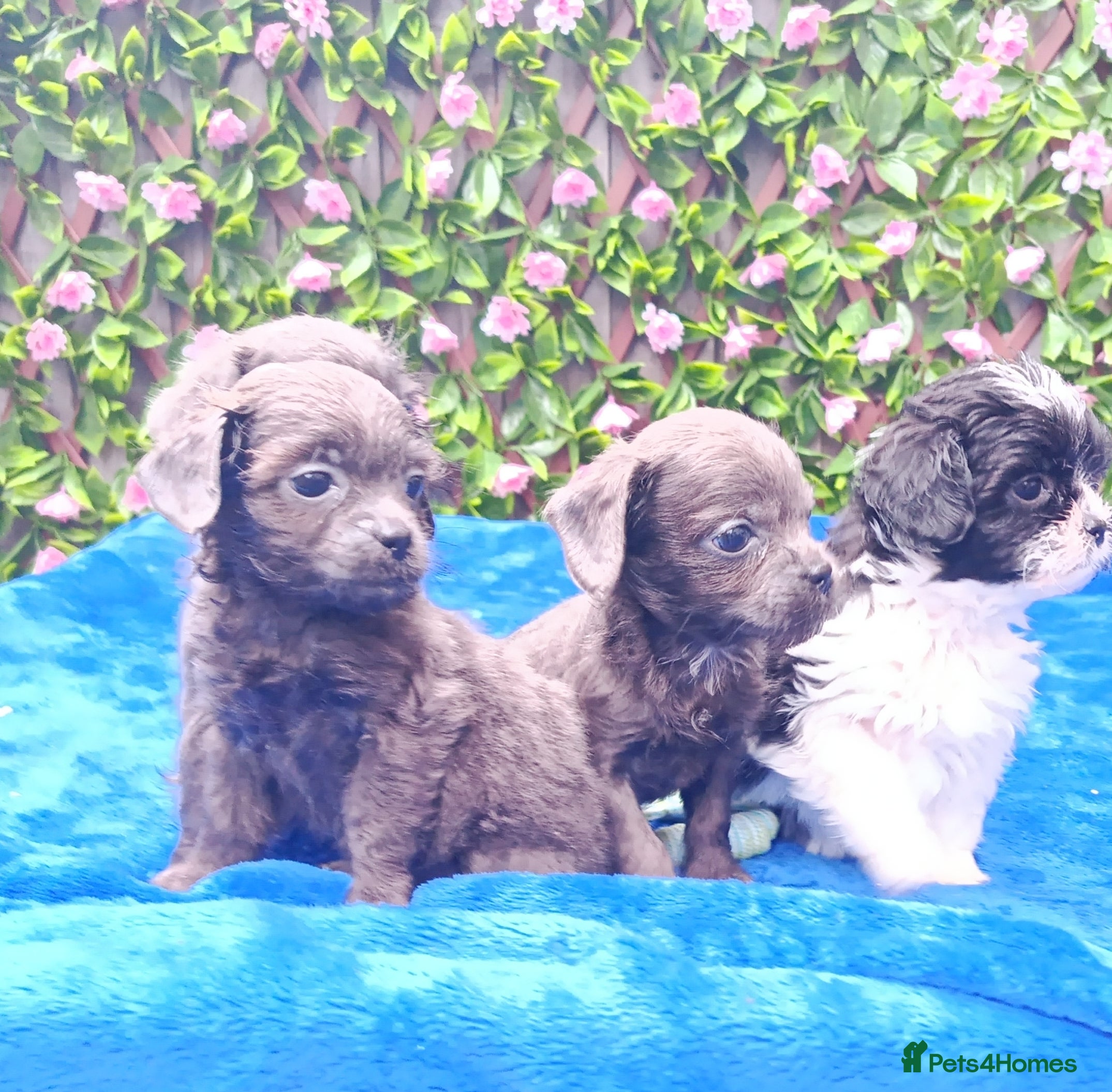 Shihpoo dogs STUNNING SHIHPOO FIRST GEN HEALTH TESTED  - Advert 5