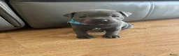Staffordshire Bull Terrier dogs for sale: Stunning KC registered Staffy puppies 💙💙🩷🩷🩷 - Advert 20