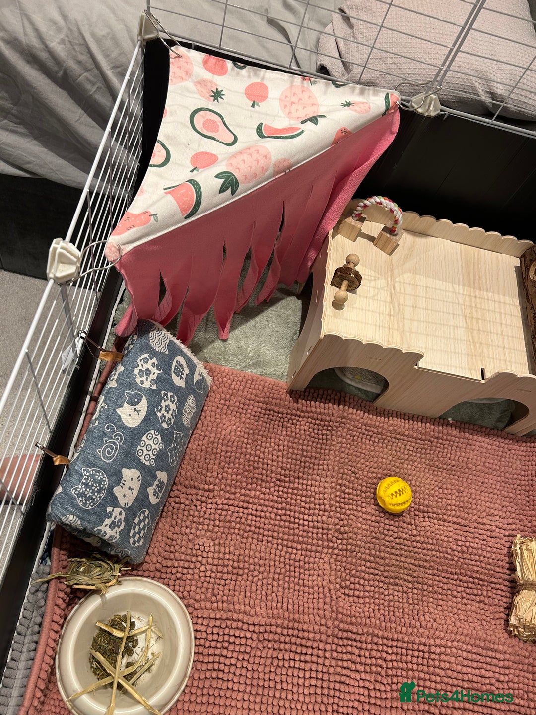 Guinea Pig rodents for sale: 2 Female Guinea Pigs - Advert 13