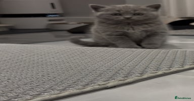 Scottish Fold cats LAST Scottish straight girl left - Advert 13