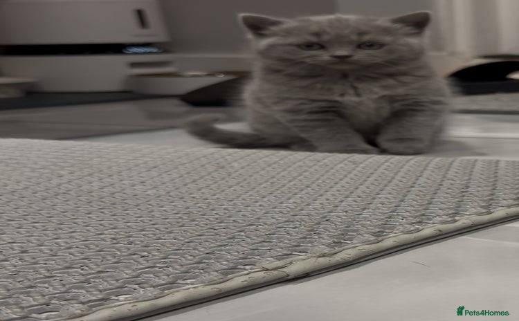 Scottish Fold cats LAST Scottish straight girl left - Advert 12