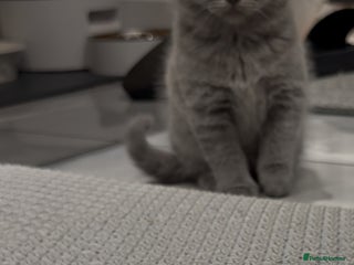 Scottish Fold cats LAST Scottish straight girl left - Advert 8