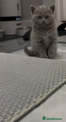 Scottish Fold cats LAST Scottish straight girl left - Advert 12