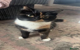 Domestic Shorthair cats for sale: Beautiful cat looking for new home - Image 3