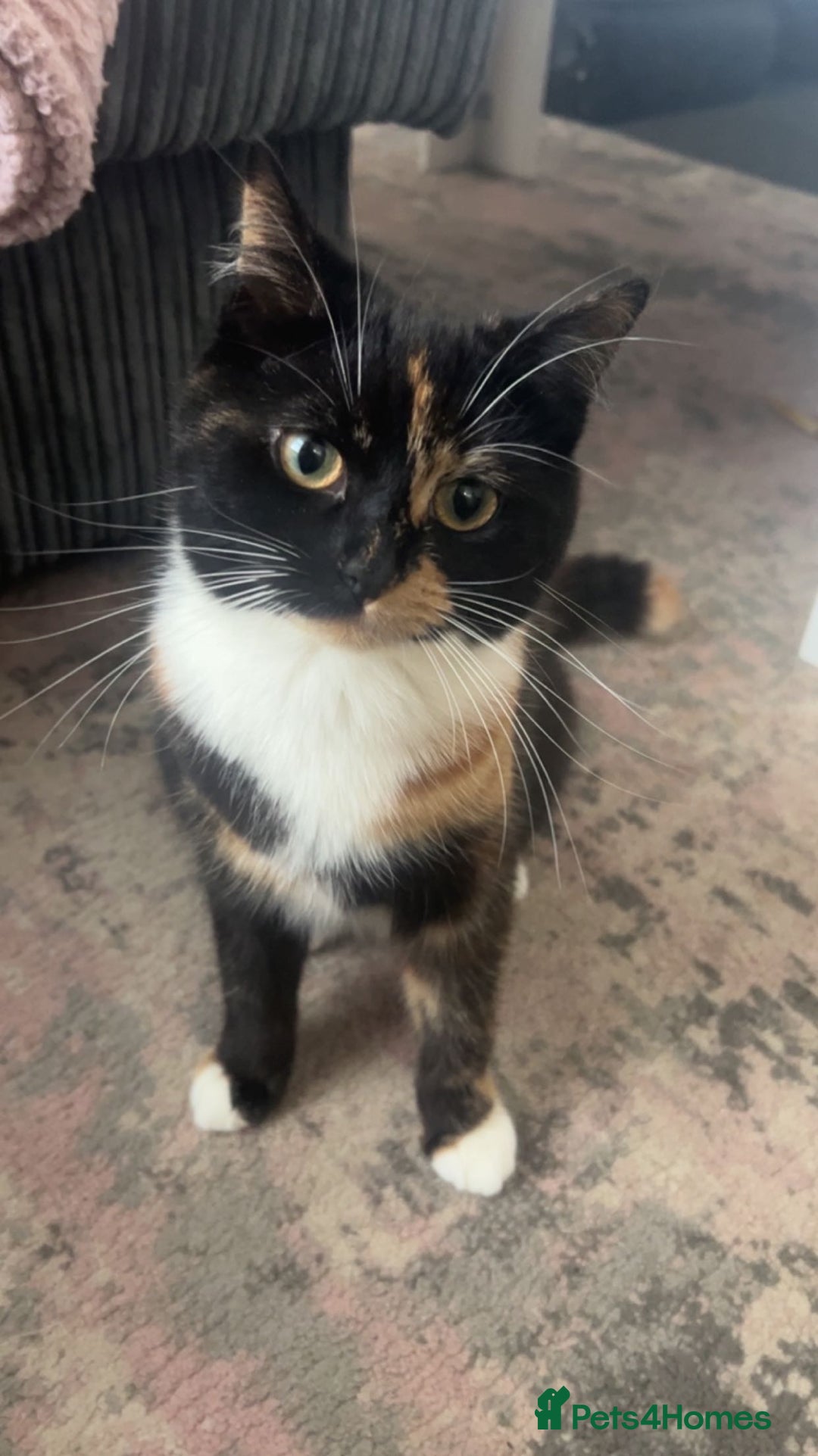 Domestic Shorthair cats for sale: Beautiful cat looking for new home - Image 3