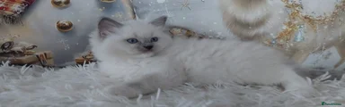 Ragdoll Kitten 2
