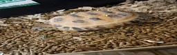 Tortoise reptiles for sale: Horsefield tortoise  in Epping - Advert 3
