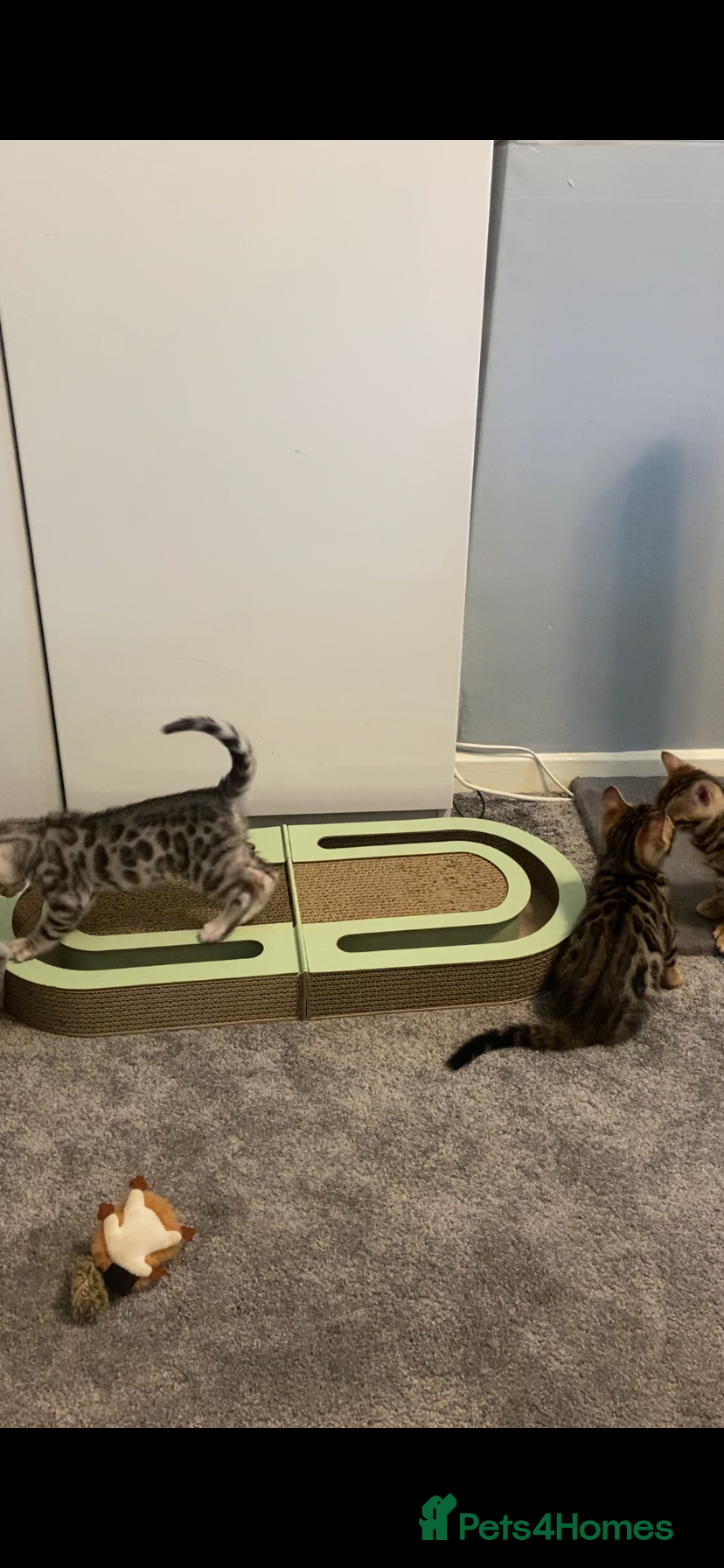 Bengal cats for sale: GCCF Registered Pedigree Kittens  - Advert 6