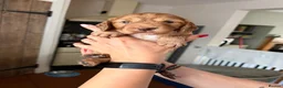 Cocker Spaniel dogs for sale: Working cockers  - Advert 11