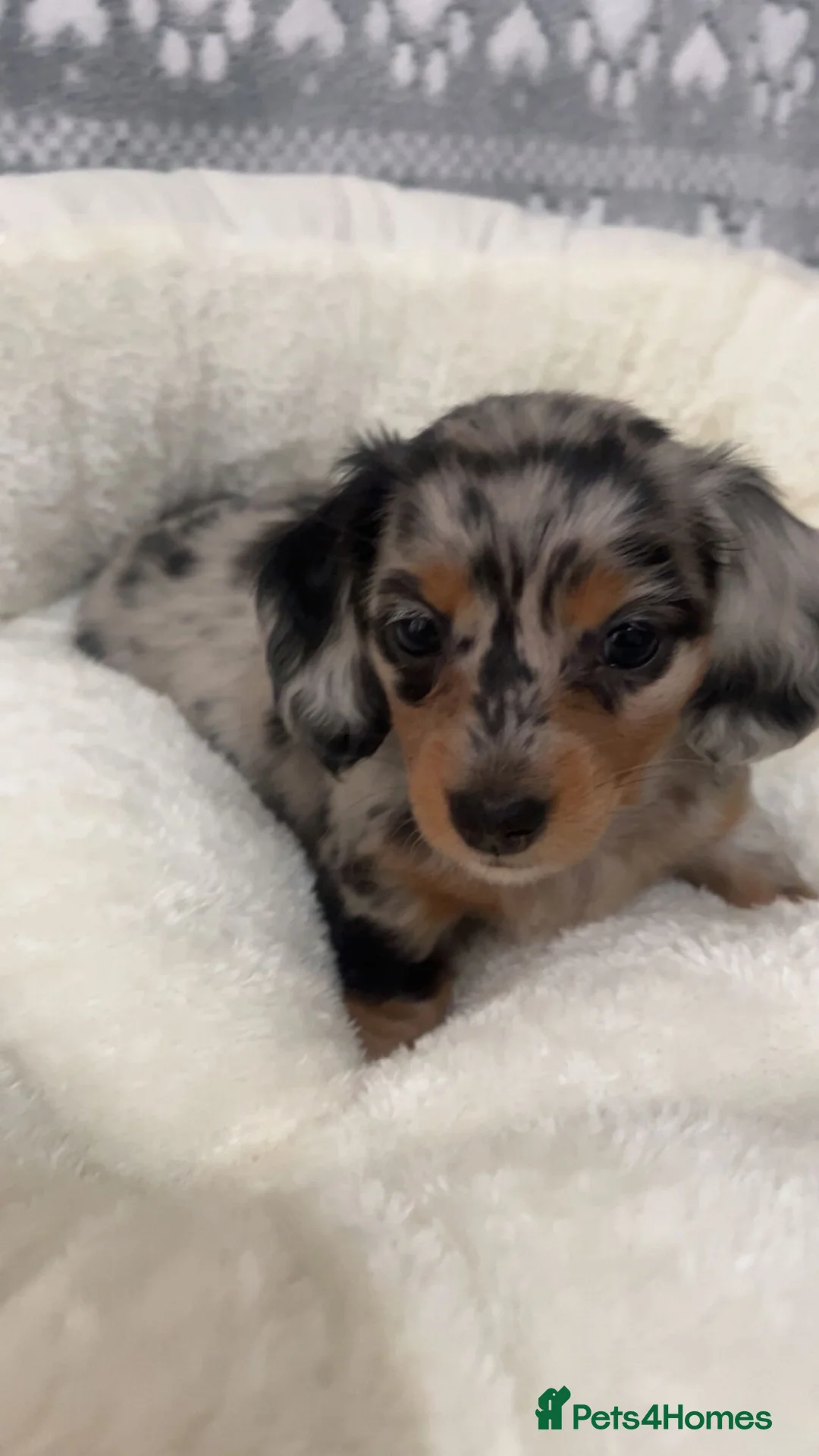 Miniature Dachshund dogs for sale: KC Reg Long-Haired Miniature Dachshund Puppies  - Advert 2