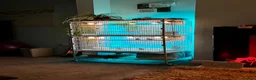 Finches birds for sale: Zebra Finch baby for sale - Advert 8