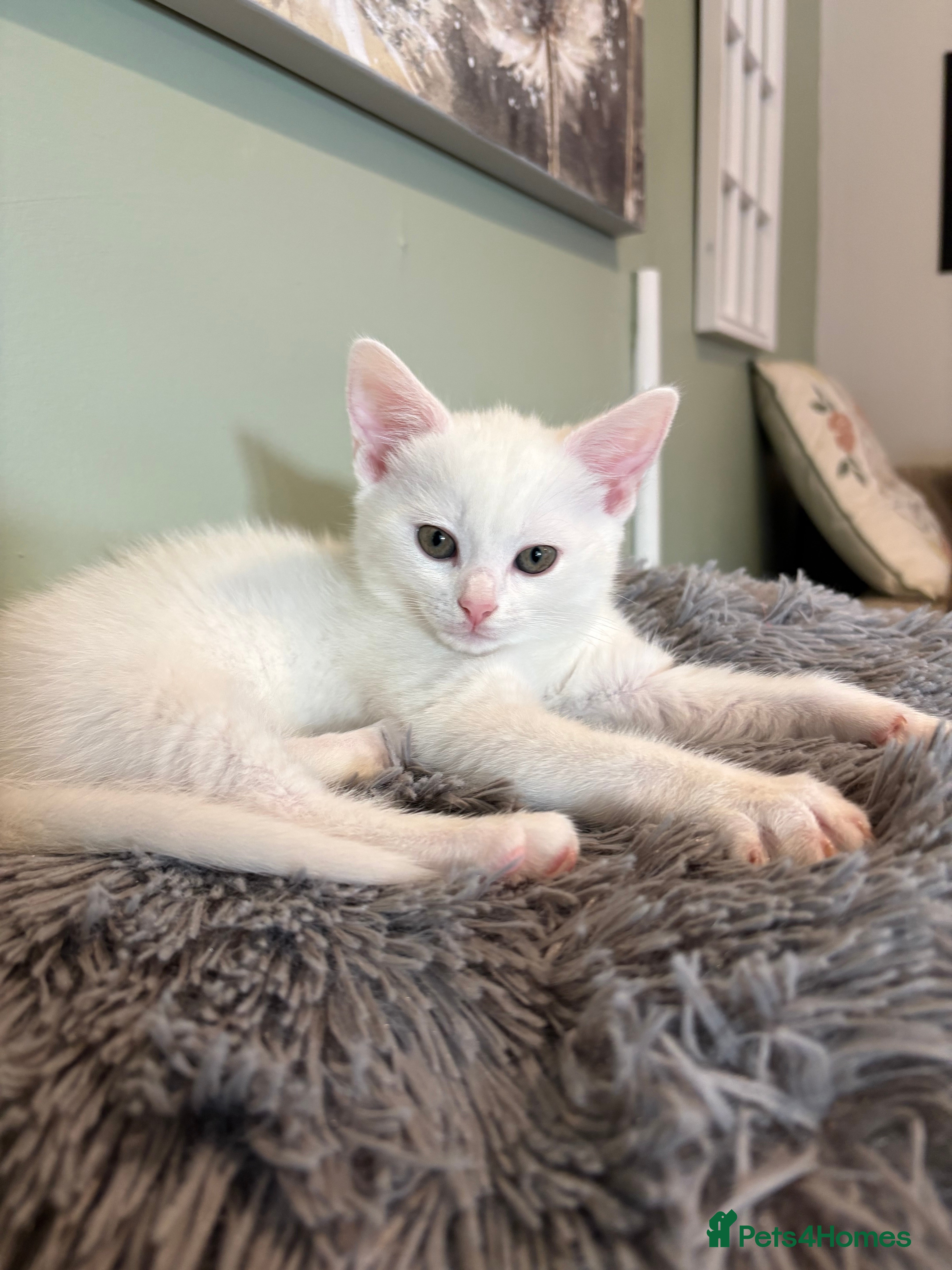 Mixed Breed cats Last male white kitten left  - Advert 1