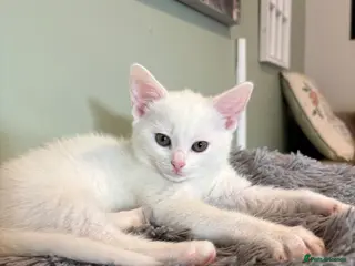 Mixed Breed cats Last male white kitten left - Advert 1