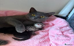 Mixed Breed cats for sale: Two boys (best friends)  - Image 15