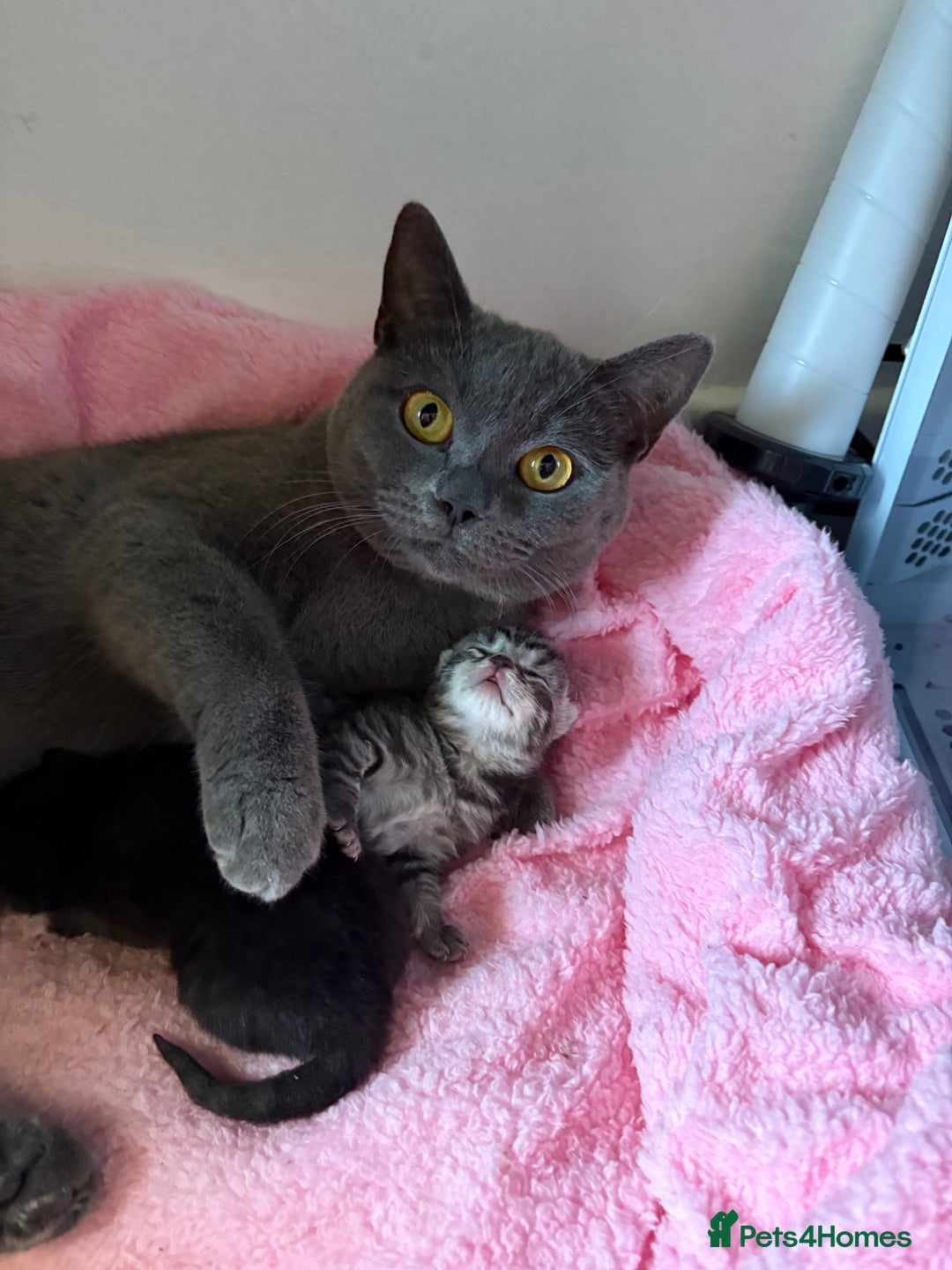 Mixed Breed cats for sale: Two boys (best friends)  - Image 15