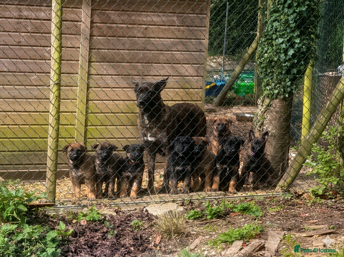 German Shepherd dogs STUNNING, Chunky Dutch Shepherd x GSD Puppies - Advert 2
